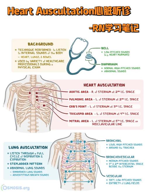 during ausculation of th ethe lungs of an adult patient,During Auscultation of the Lungs of an Adult Patient