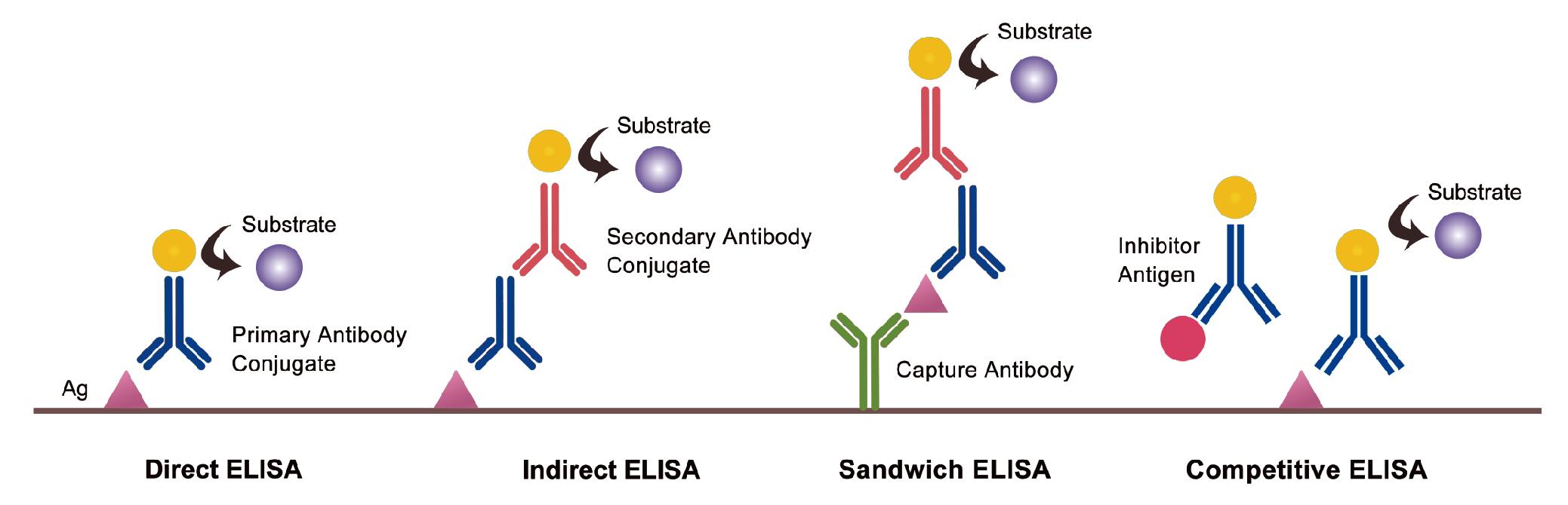 elisa eth finch,Elisa Eth Finch: A Comprehensive Overview